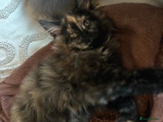 Maine Coon cats - Advert 4