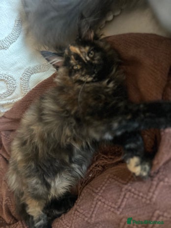 Maine Coon cats - Advert 9