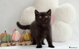 British Shorthair cats for sale: Beautiful BSH kittens 😻 - Image 13