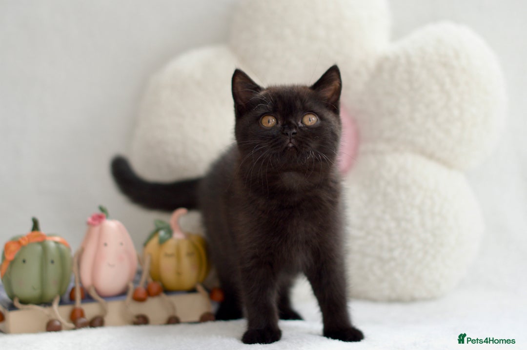 British Shorthair cats for sale: Beautiful BSH kittens 😻 - Image 13