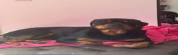 Rottweiler dogs for sale: 2 year old Rottweiler male for sale in Nottingham - Advert 4