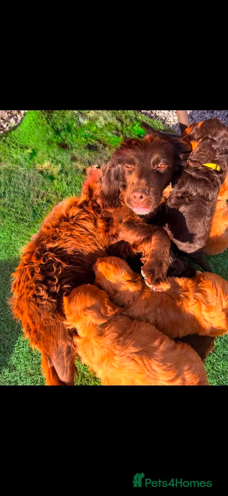 Cockapoo dogs Beautiful cocker poo puppies available  - Advert 1