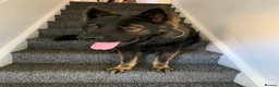 German Shepherd dogs for stud: German shepherd for stud in Wincanton - Advert 1