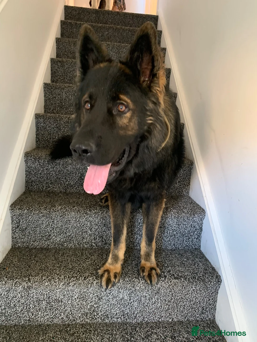 German Shepherd dogs for stud: German shepherd for stud in Wincanton - Advert 1