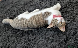 Mixed Breed cats for sale: Tinkerbell is Ready Free to good home! - Image 7