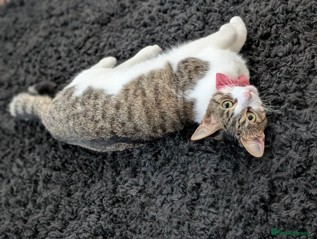 Mixed Breed cats for sale: Tinkerbell is Ready Free to good home! - Image 7