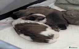 Shih Tzu dogs for sale: 4 beautiful shih tzu puppies 2 female 2 male - Image 13