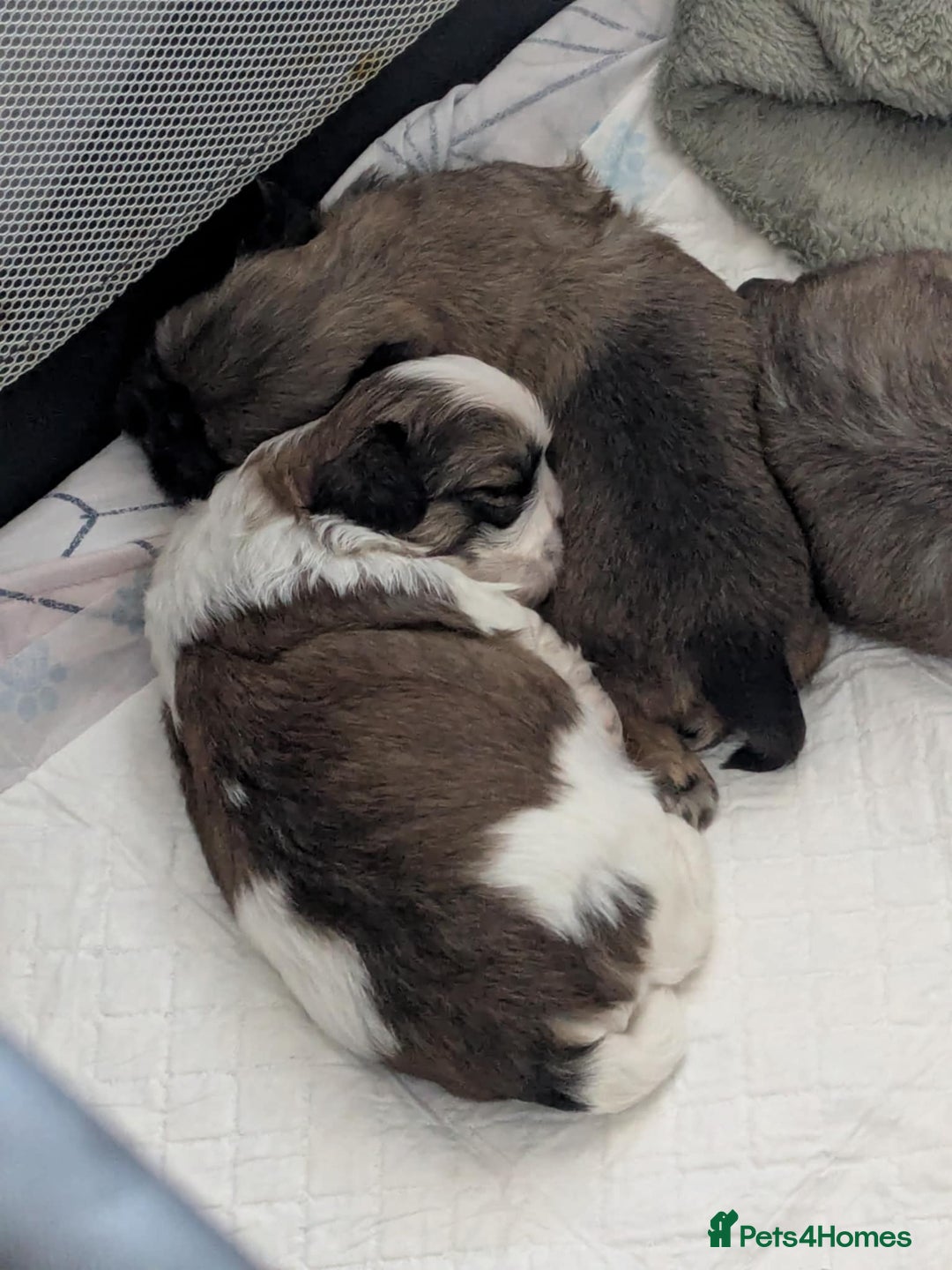 Shih Tzu dogs for sale: 4 beautiful shih tzu puppies 2 female 2 male - Image 13