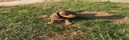 Miniature Dachshund dogs for sale: Miniature dachshund pups.KC reg&council licensed - Advert 10