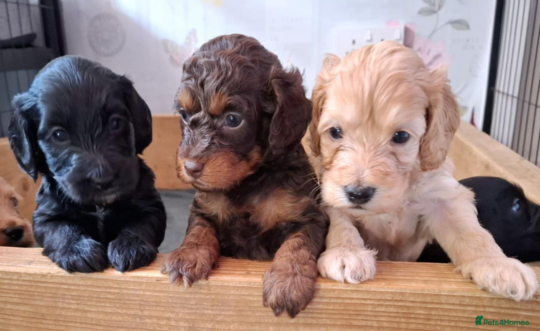 Cockapoo dogs for stud: F1 cocapoo for stud well Proven DNA clear in Bromley - Image 17