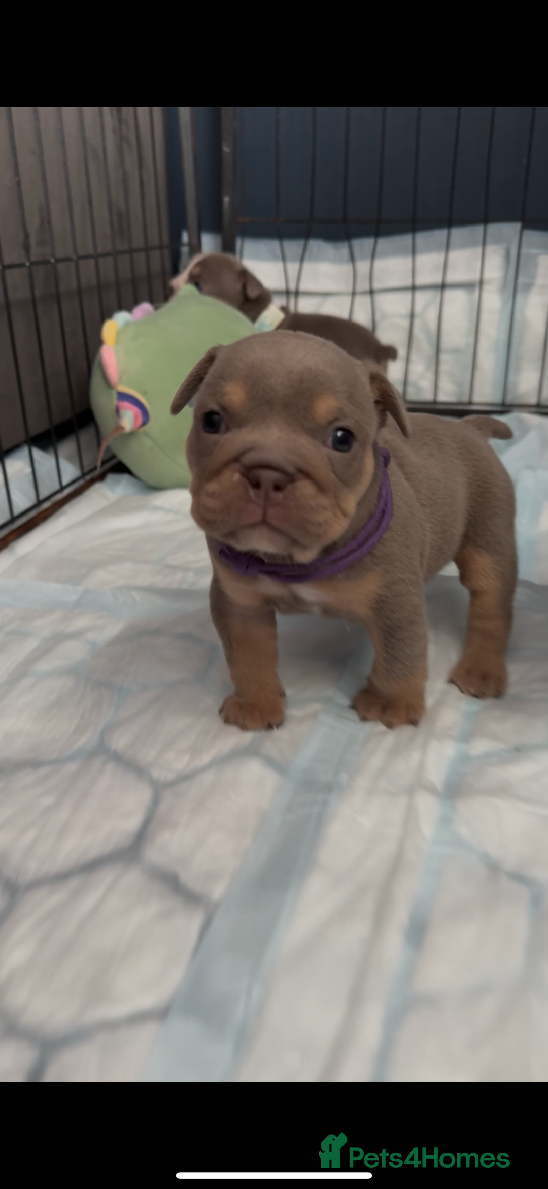 English Bulldog dogs for sale: 2 Lilac Tri english bulldogs - Advert 7