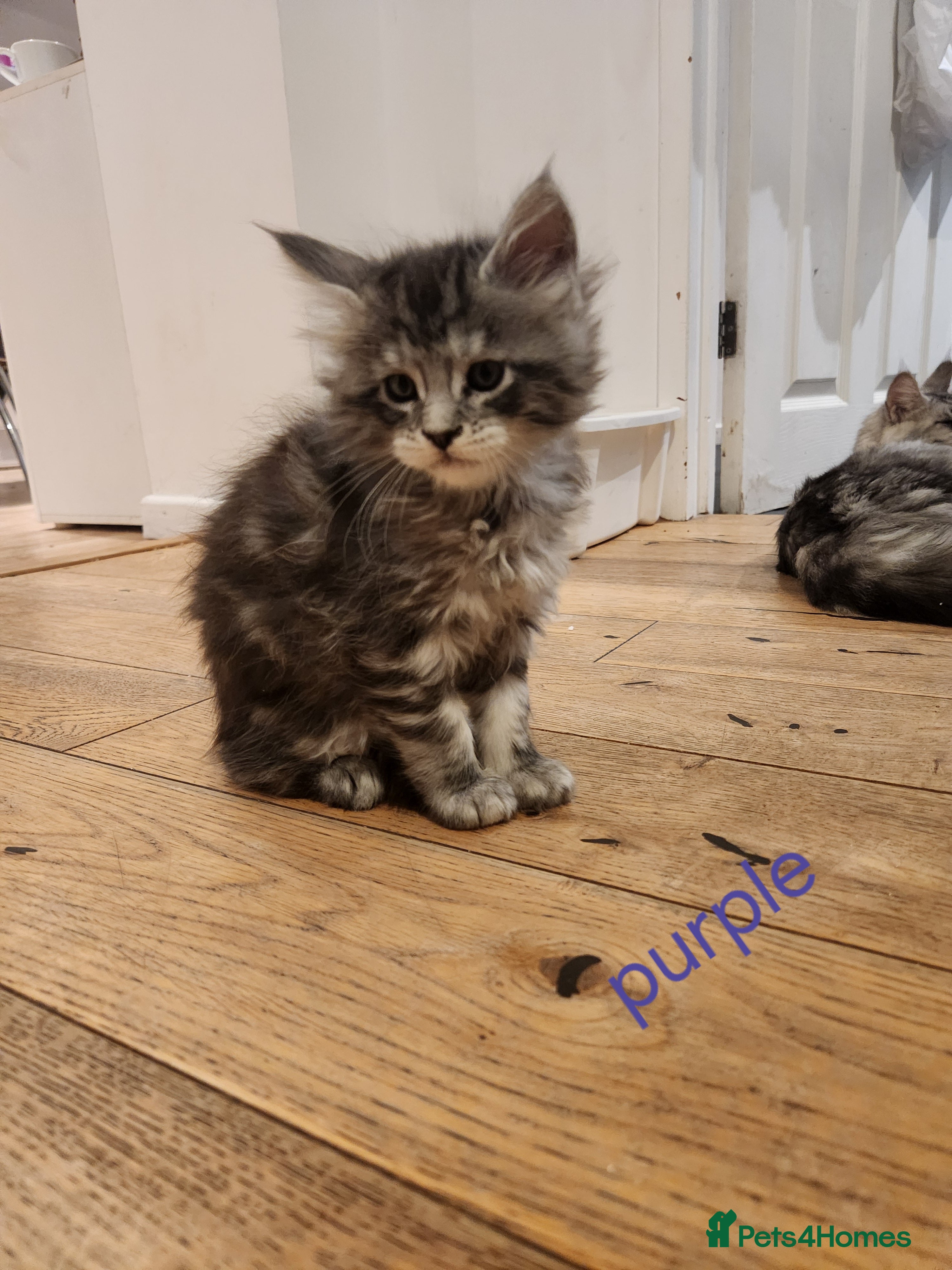 Maine Coon cats Maine coon kittens ready on 22/12/25 - Advert 3