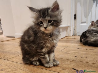 Maine Coon cats Maine coon kittens ready on 22/12/25 - Advert 3