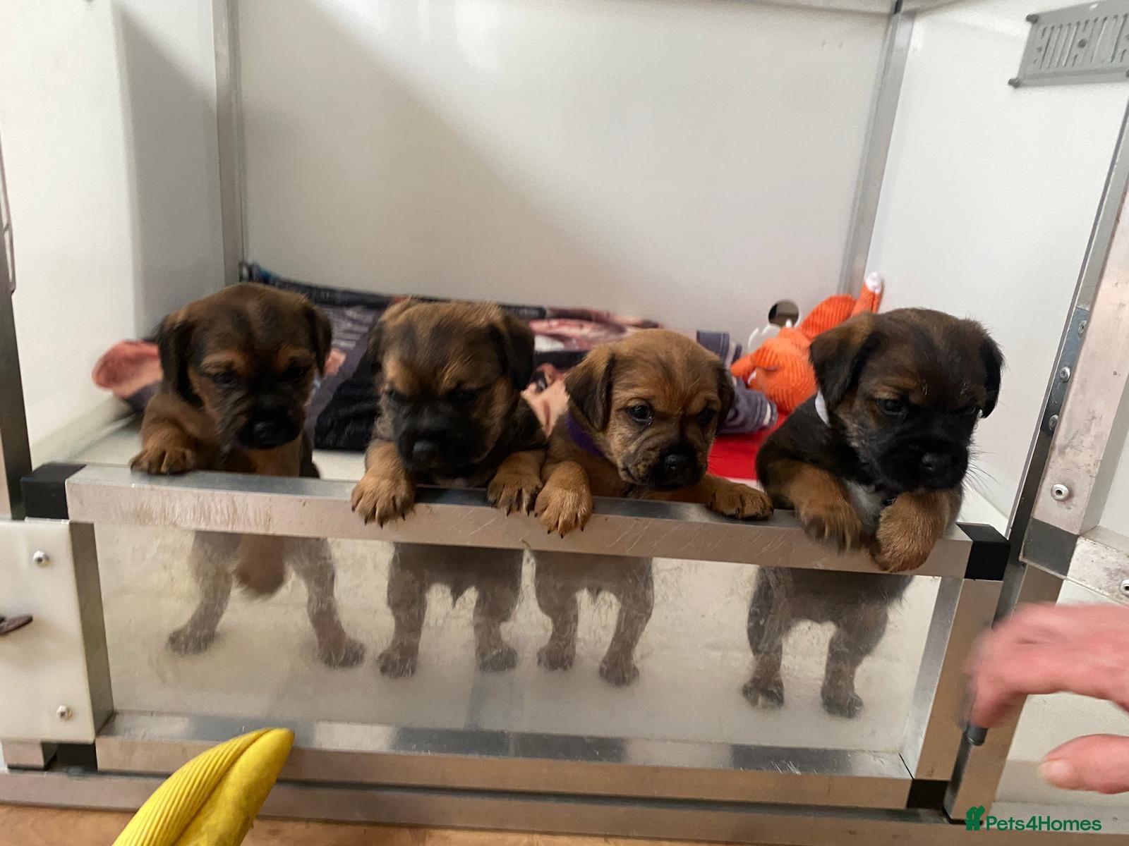 Border Terrier dogs Beautiful Borer/borderlakeland puppies - Advert 13