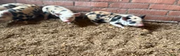 Pig livestock for sale: Julianna piglets for sale  in Bedworth - Advert 4