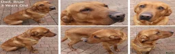 Labrador Retriever dogs for sale: Red Fox Labs : Health Checked-KC Reg,FTCH Pedigree - Advert 15