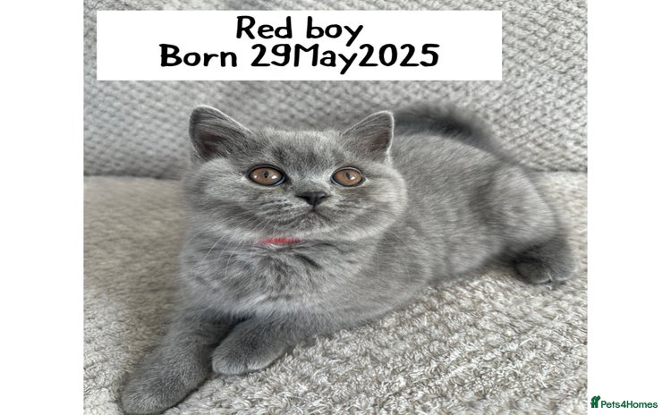 British Shorthair cats - Advert 1