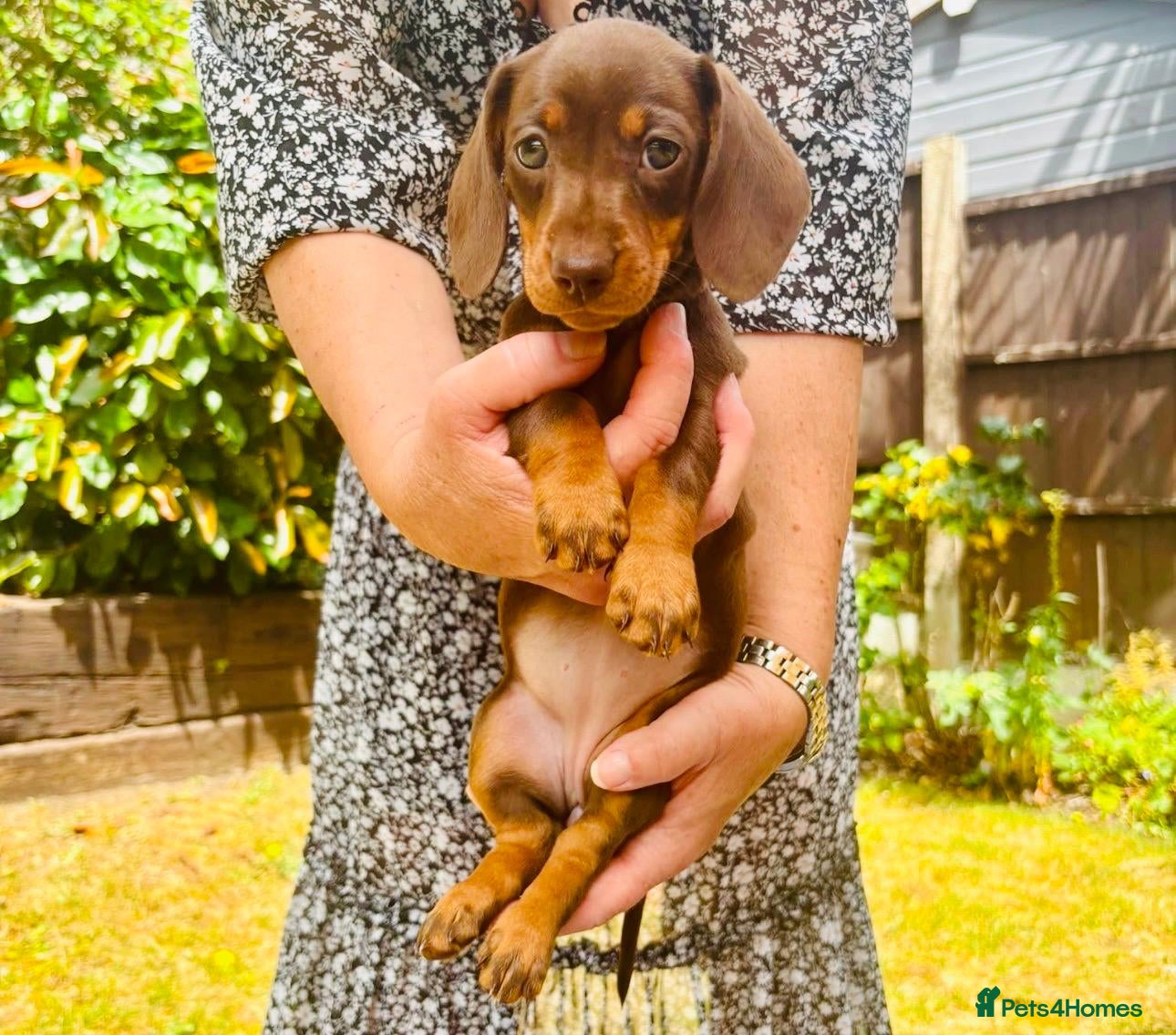 Miniature Dachshund dogs 8BEAUTIFUL RKC Registered Pups Miniature Dachshund - Advert 2