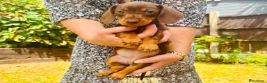 Miniature Dachshund Girl 4