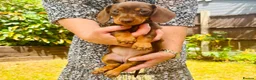Miniature Dachshund dogs for sale: 8BEAUTIFUL RKC Registered Pups Miniature Dachshund - Advert 2