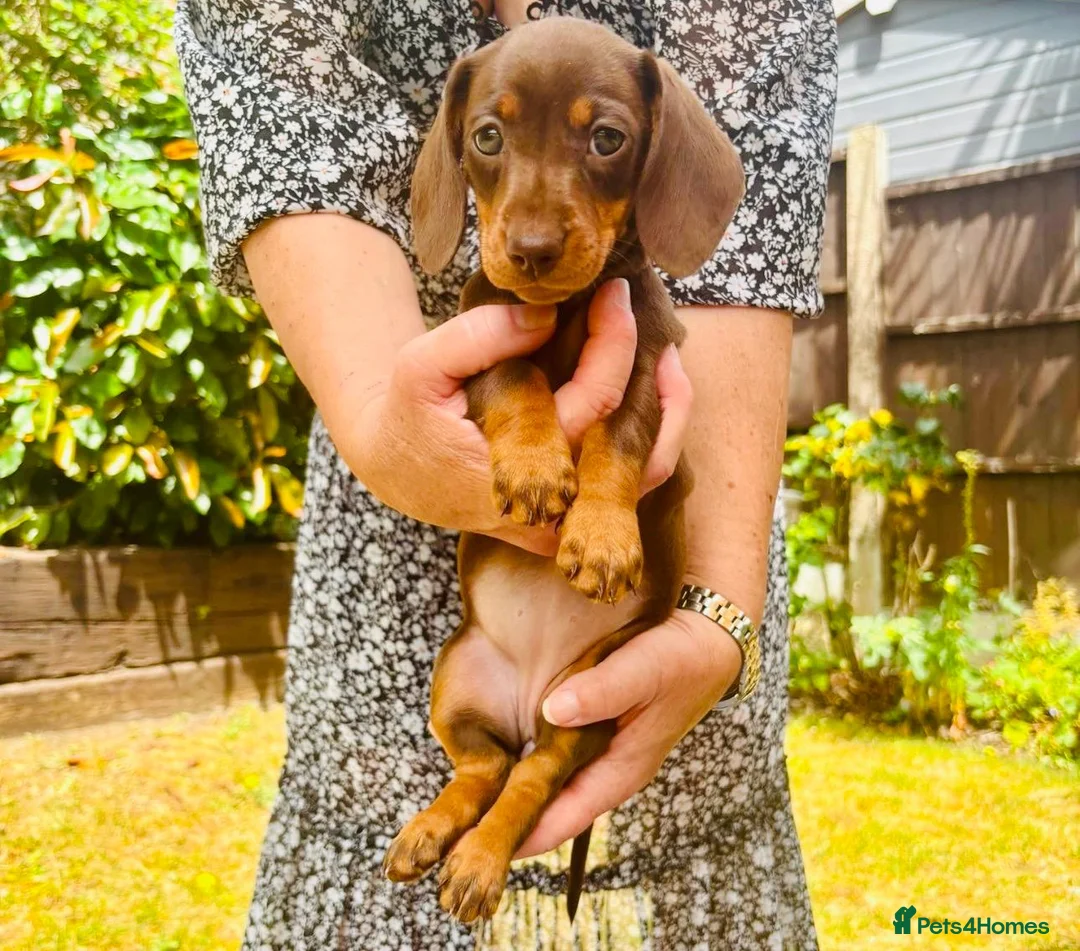 Miniature Dachshund dogs for sale: 8BEAUTIFUL RKC Registered Pups Miniature Dachshund - Advert 2