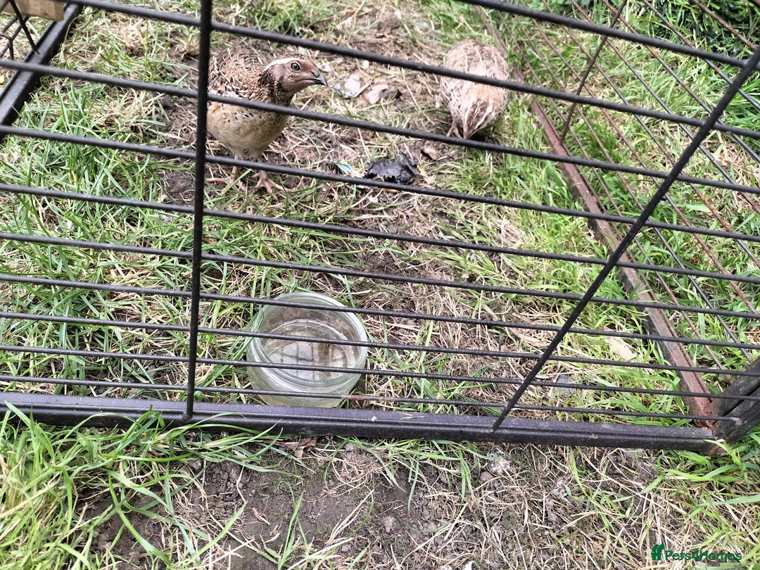 Quail poultry for sale: 2 male quails  - Image 1
