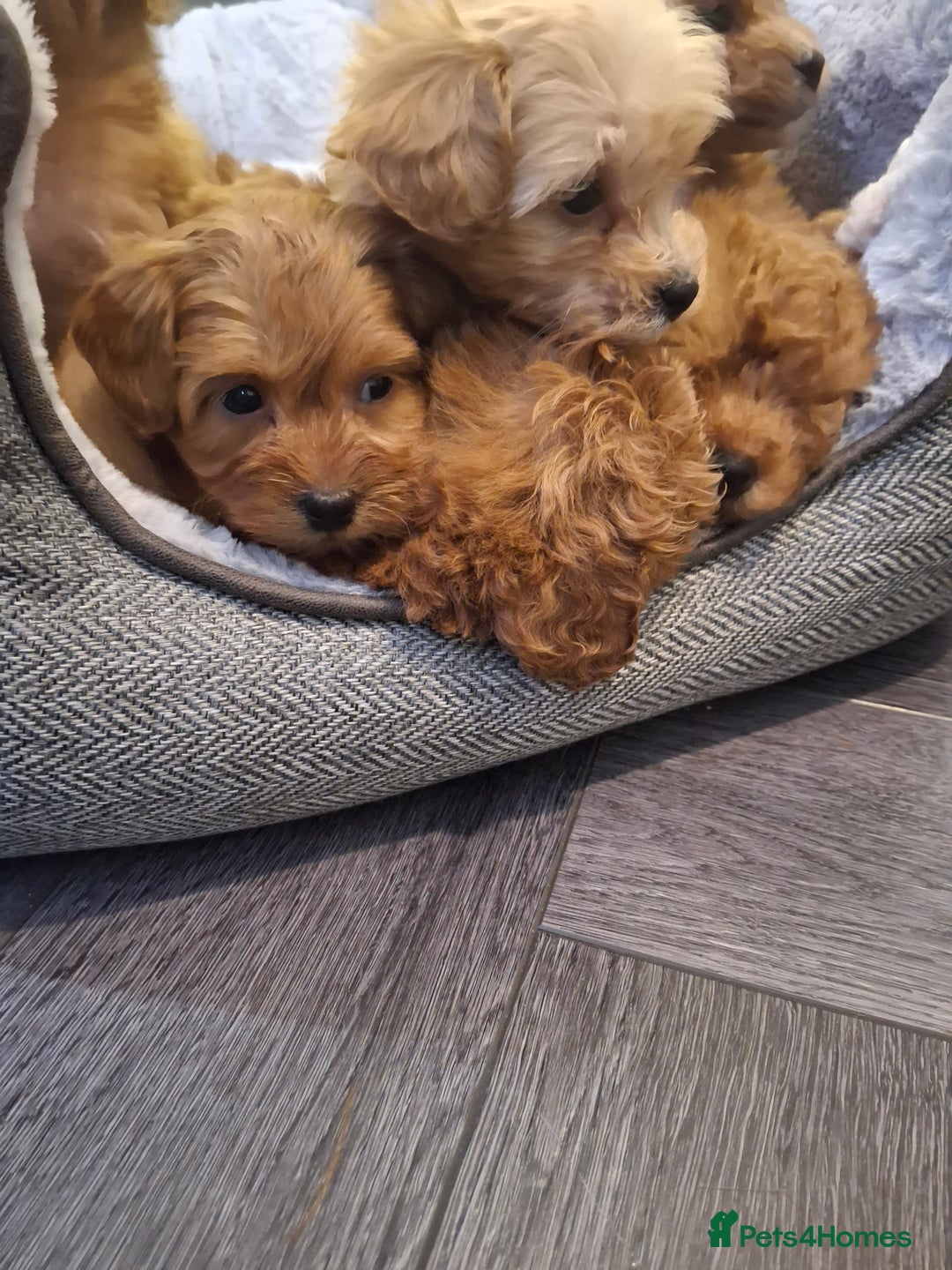 Mixed Breed dogs for sale: 6 red maltipoos - Advert 11
