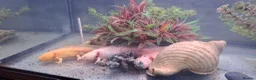 Axolotl reptiles for sale: Baby axolotls - Advert 15