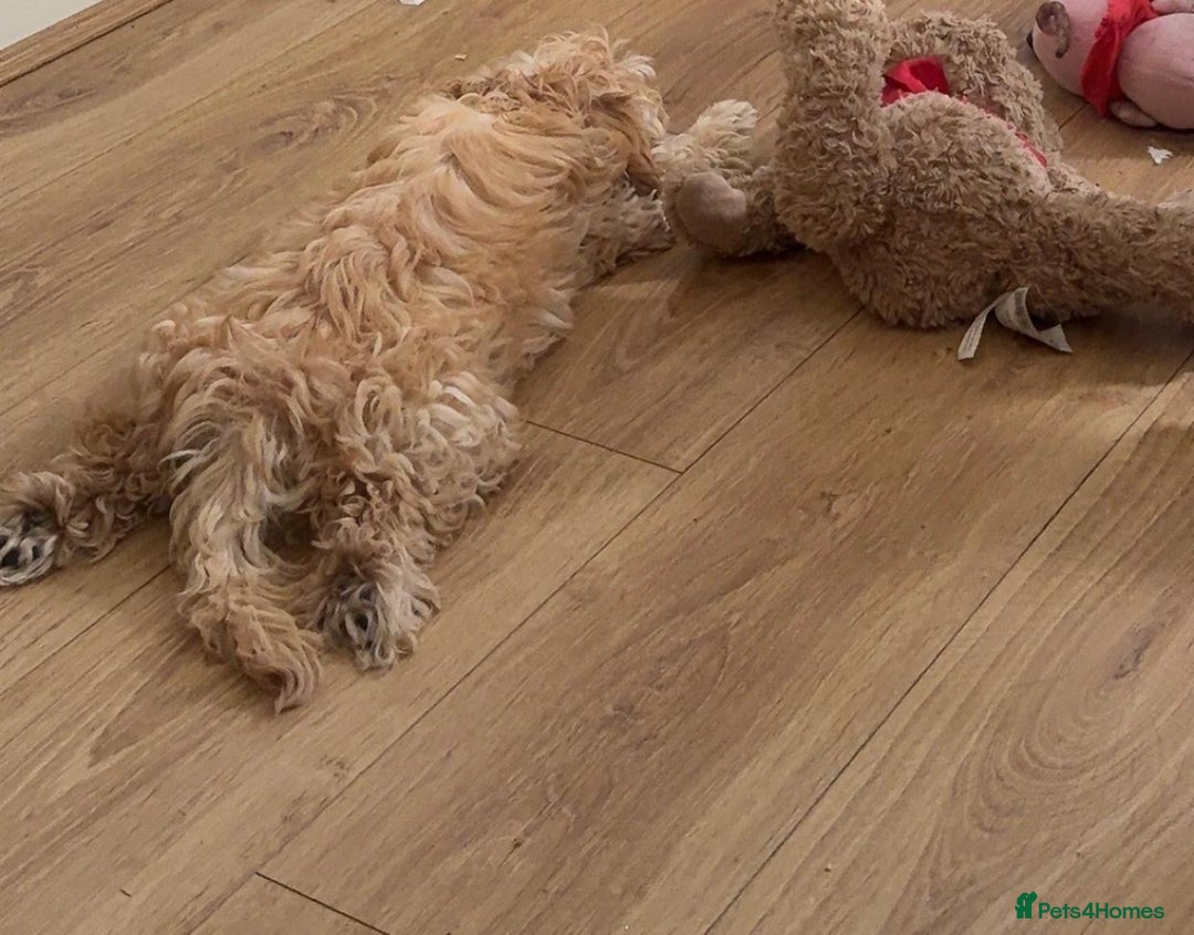 Maltipoo dogs for sale: Maltipoo puppy - 14 wks  - Image 10