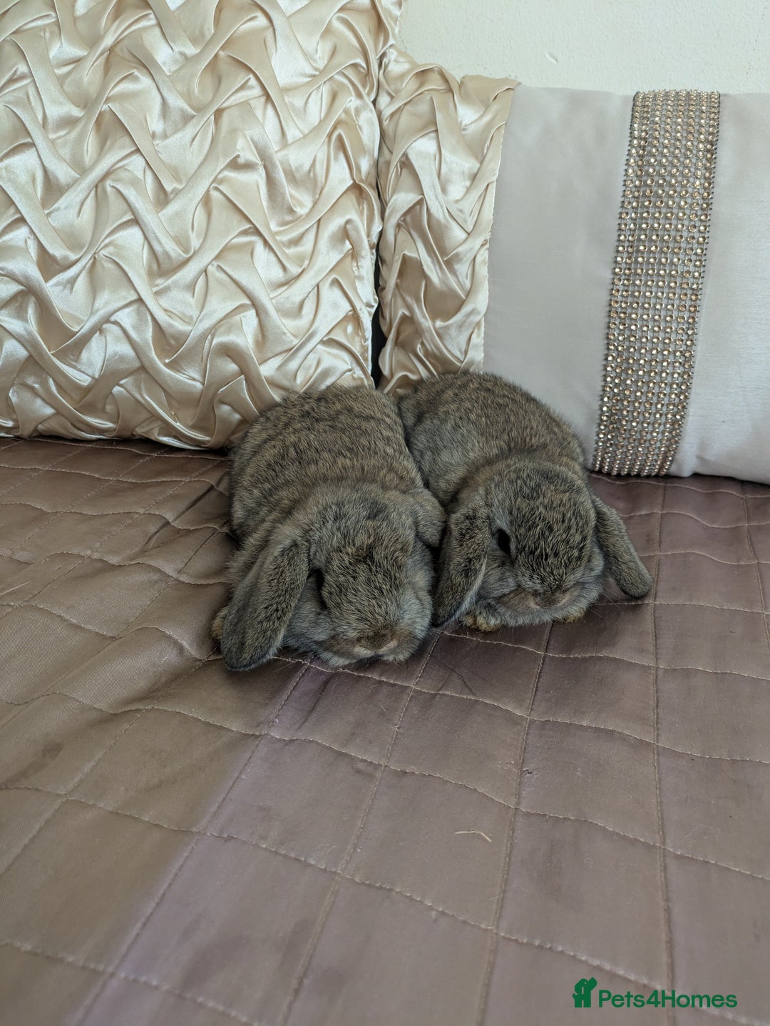 Mini Lop rabbits for sale: Purebred mini lop bunnies Chestnut Angora  - Image 9