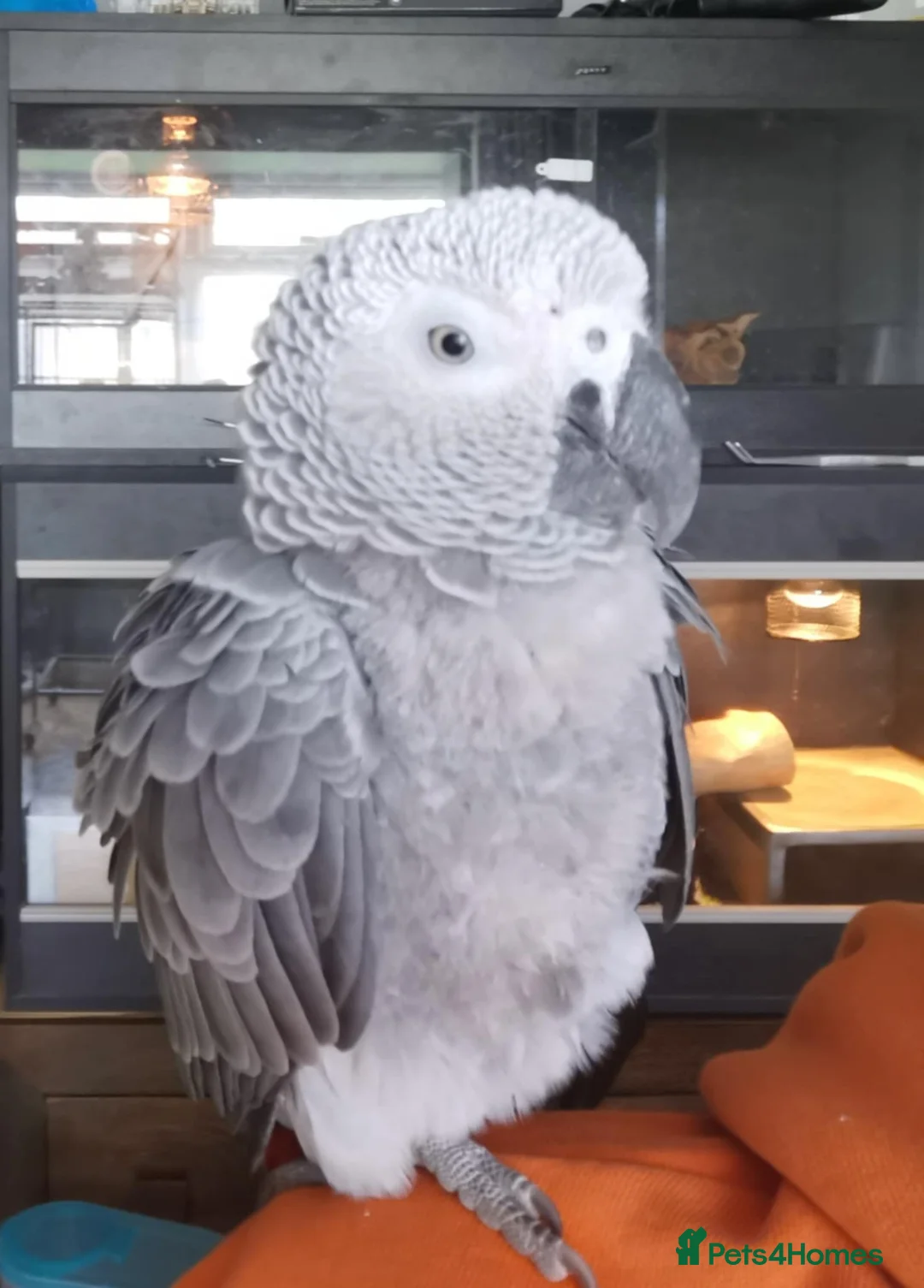 Parrots birds for sale: African grey parrot - Advert 1