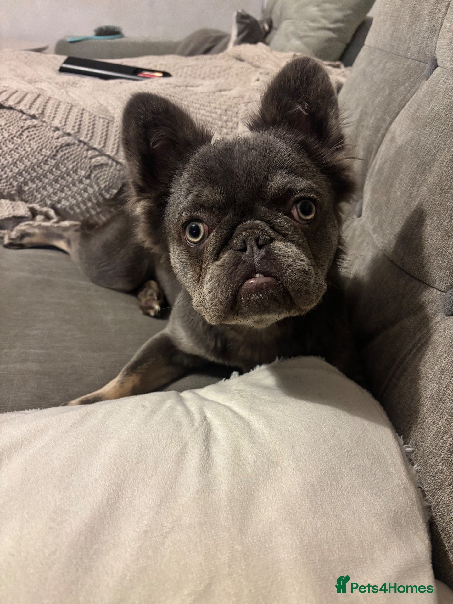 French Bulldog dogs for sale: Fluffy French bulldog  - Advert 7