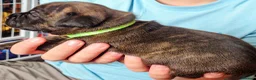 Staffordshire Bull Terrier dogs for sale: ExceptionalStaffordshire bull Terrier Puppies - Advert 6