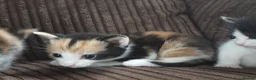 Mixed Breed cats for sale: Female calico kitten in Hitchin - Advert 3