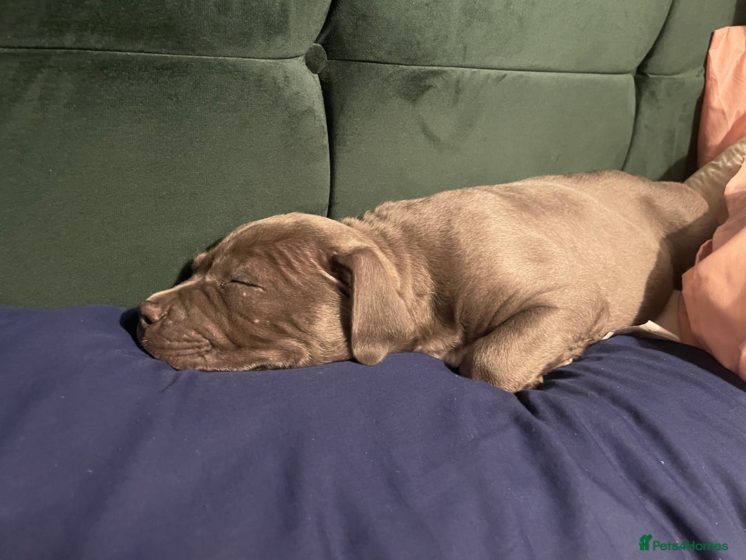 American Bulldog dogs for sale: This is Keith - Image 5