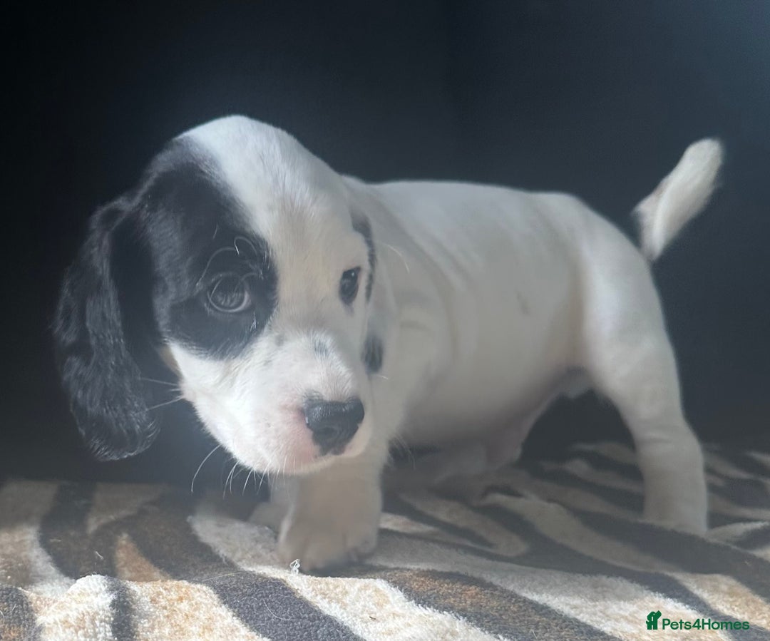 Mixed Breed dogs for sale: Patterdale X cocker spaniel  - Image 9