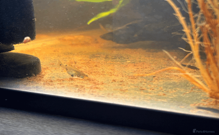 Mollies fish - Advert 1