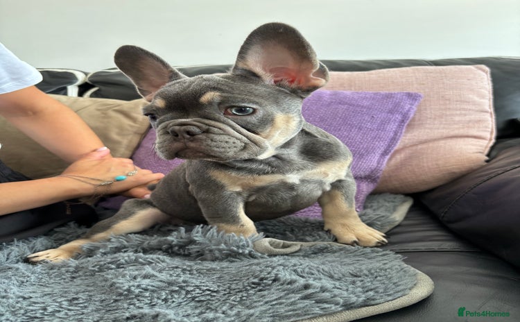 French Bulldog dogs in Greenhithe - Advert 2