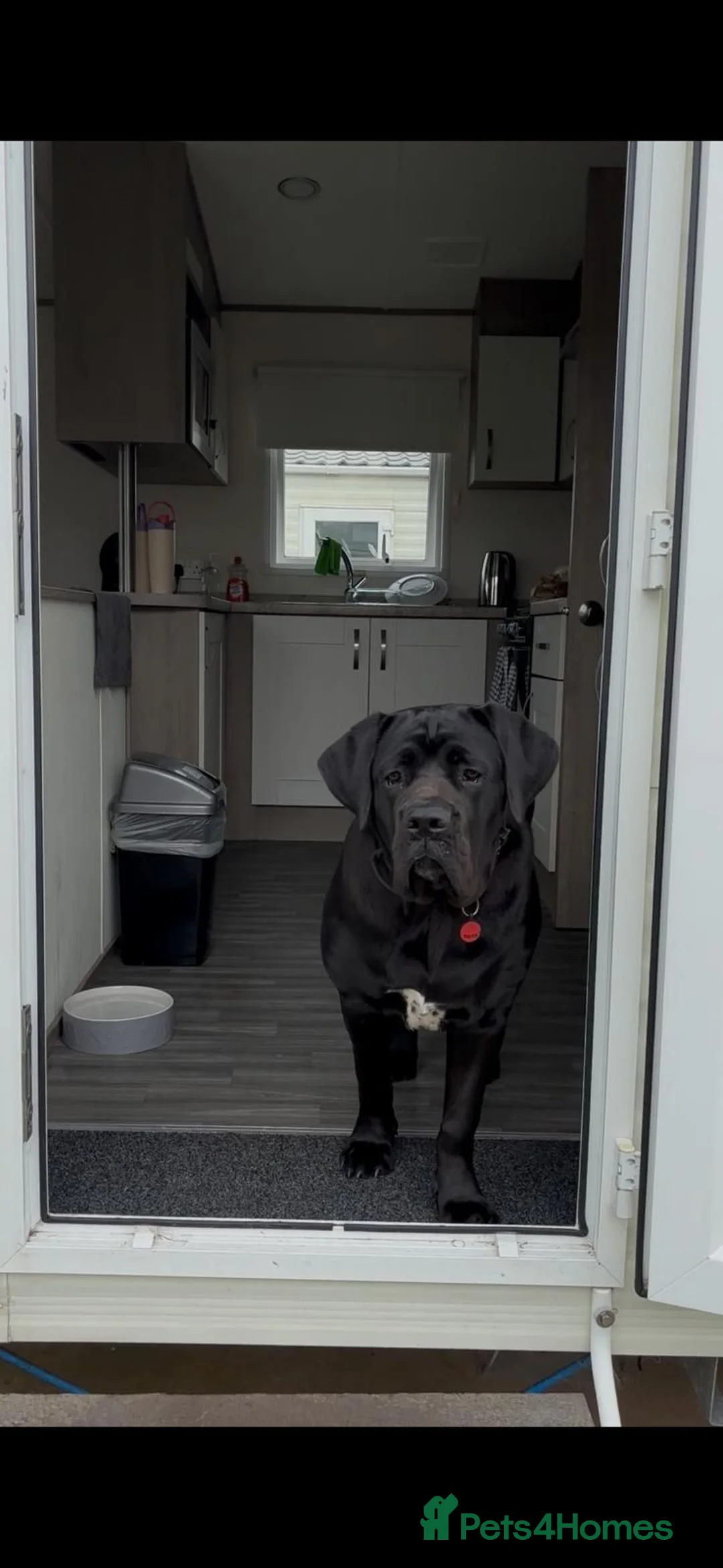 Cane Corso dogs for sale: Cane corso  in Bristol - Advert 2