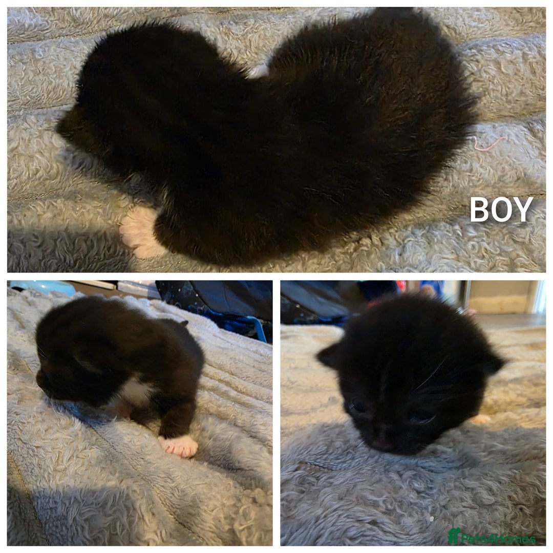 British Shorthair cats for sale: Kittens - Image 5