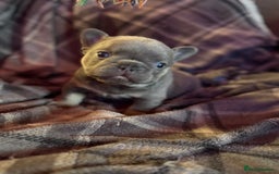 French Bulldog dogs for sale: Chunky French bulldog puppies  - Image 22