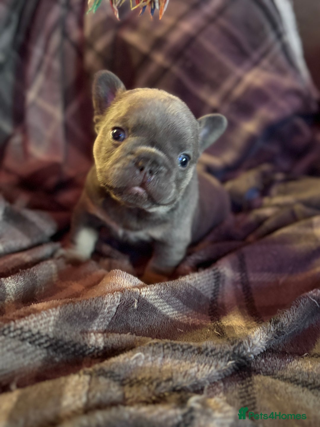 French Bulldog dogs for sale: Chunky French bulldog puppies  - Image 22