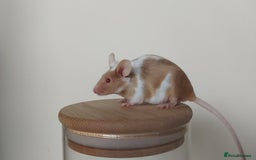 Mouse rodents for sale: 🐭 Female Mice Available for Adoption 🐭 - Image 20