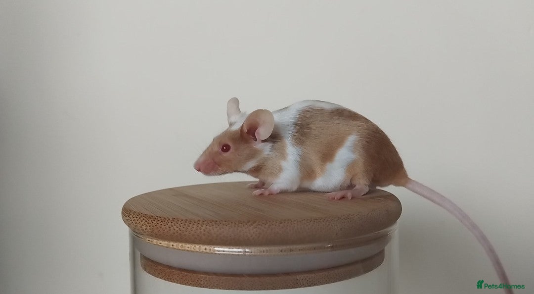Mouse rodents for sale: 🐭 Female Mice Available for Adoption 🐭 - Image 20