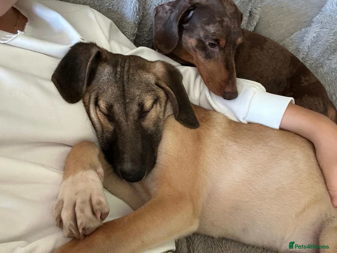 Mixed Breed dogs for adoption: Squinty 8 month medium Macedonian rescue  in Nottingham - Advert 6