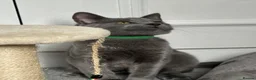 Russian Blue cats for sale: Russian Blue Kittens  - Advert 13