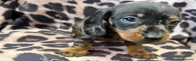 Miniature Dachshund Puppy 1