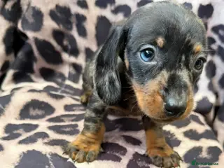 Miniature Dachshund dogs Miniature Dachsund puppies 3 boys 1 girl - Advert 14