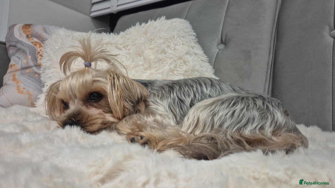 Yorkshire Terrier dogs for sale: Adorable Female Yorkie Puppy Looking for a Home 🌸 - Advert 2