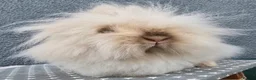 Lionhead rabbits for sale: Gorgeous Purebred Lionheads available  - Advert 1